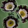 Auricula Star Wars - Abriachan Nurseries